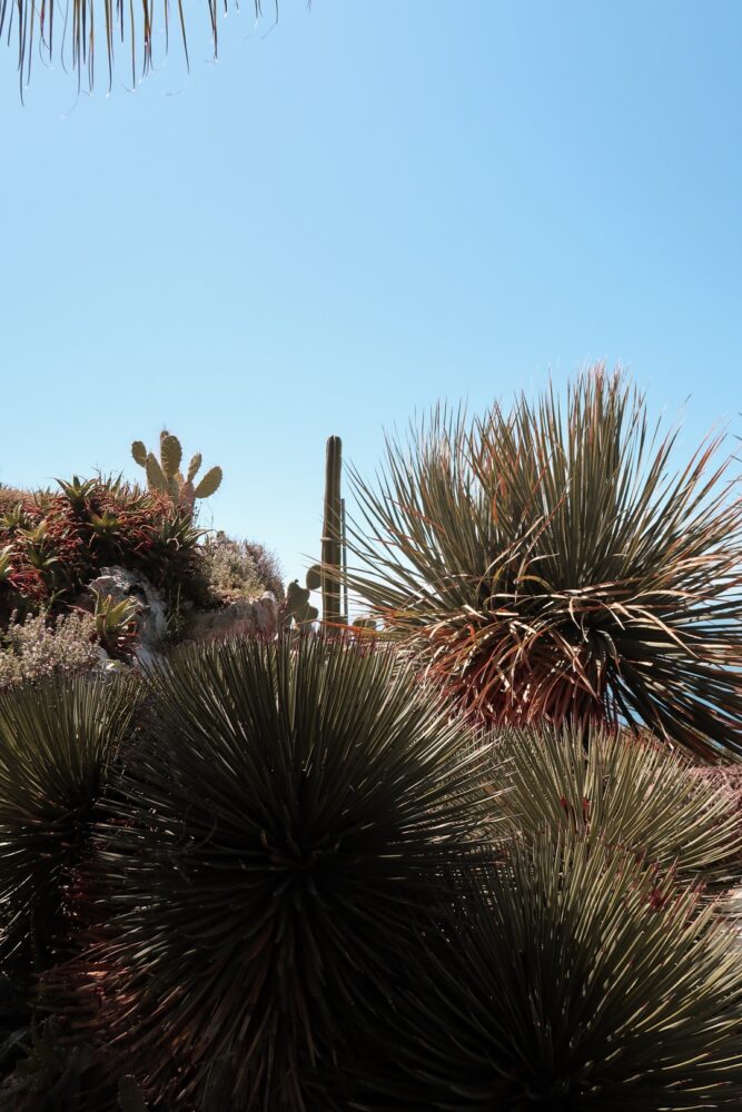 cactus jardin botanique eze blog